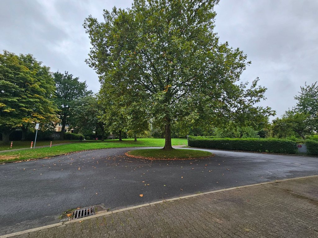 Baum auf Betonfläche