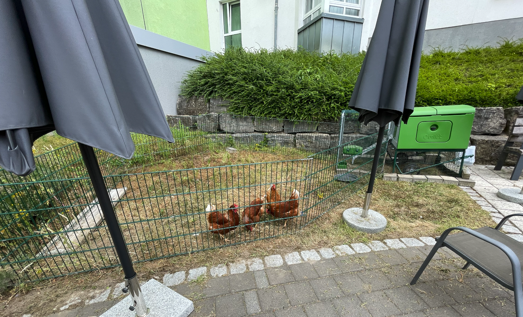 Hühner zu Besuch im Seniorenheim